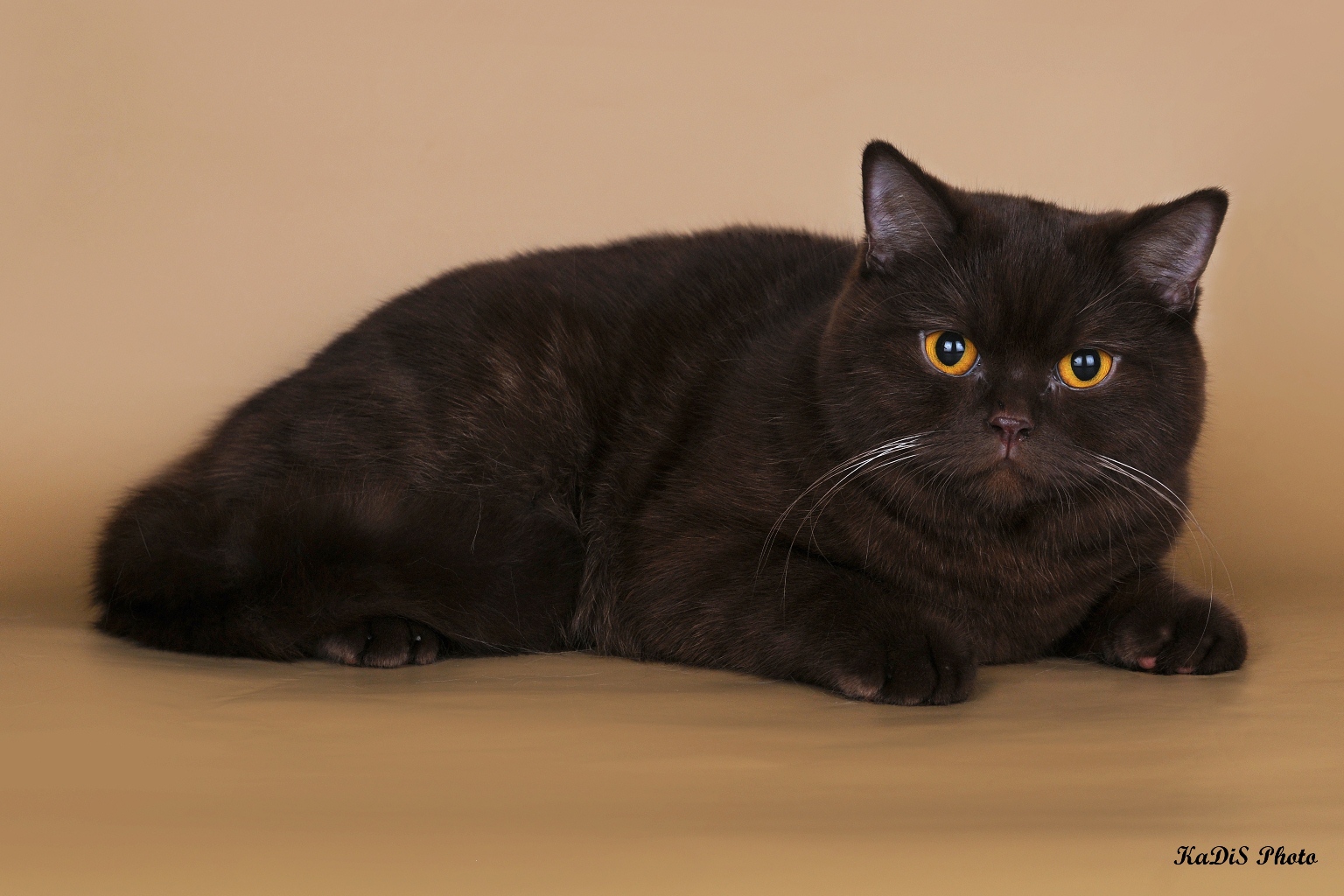 Кот черно шоколадный. Шоколадный британец кот. Шотландская прямоухая Горький шоколад. Шотландская прямоухая короткошерстная черная. Шоколадный британец прямоухий.