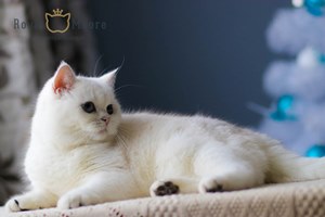 CH. UMA-TUILERIES FELIN SALUT_03 CH. UMA-TUILERIES FELIN SALUT_03
