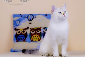 Cristal Shine Royal Moore_03 Cristal Shine Royal Moore_03