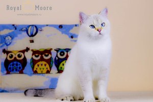 Cristal Shine Royal Moore_05 Cristal Shine Royal Moore_05